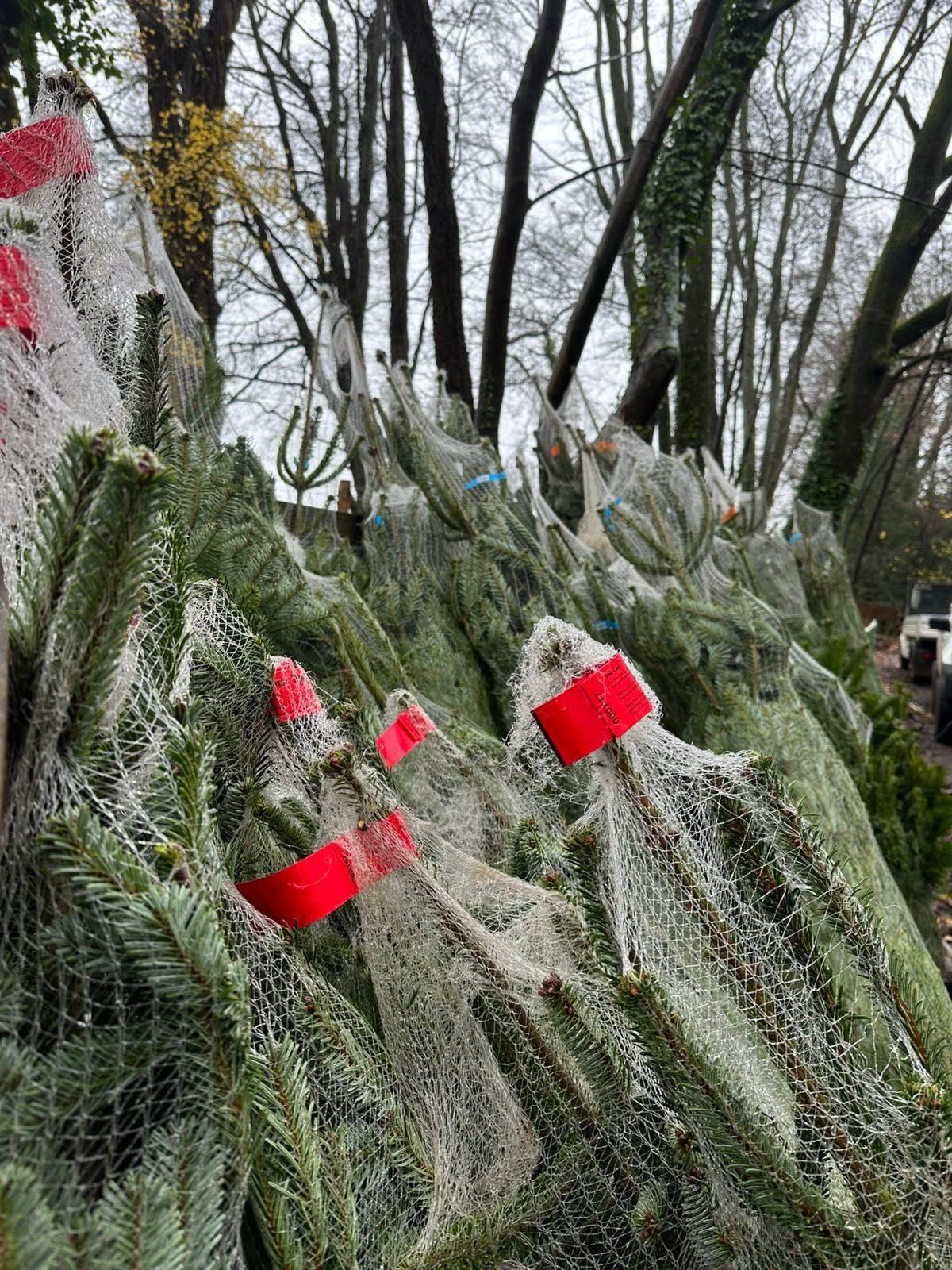 Netted trees with red tags