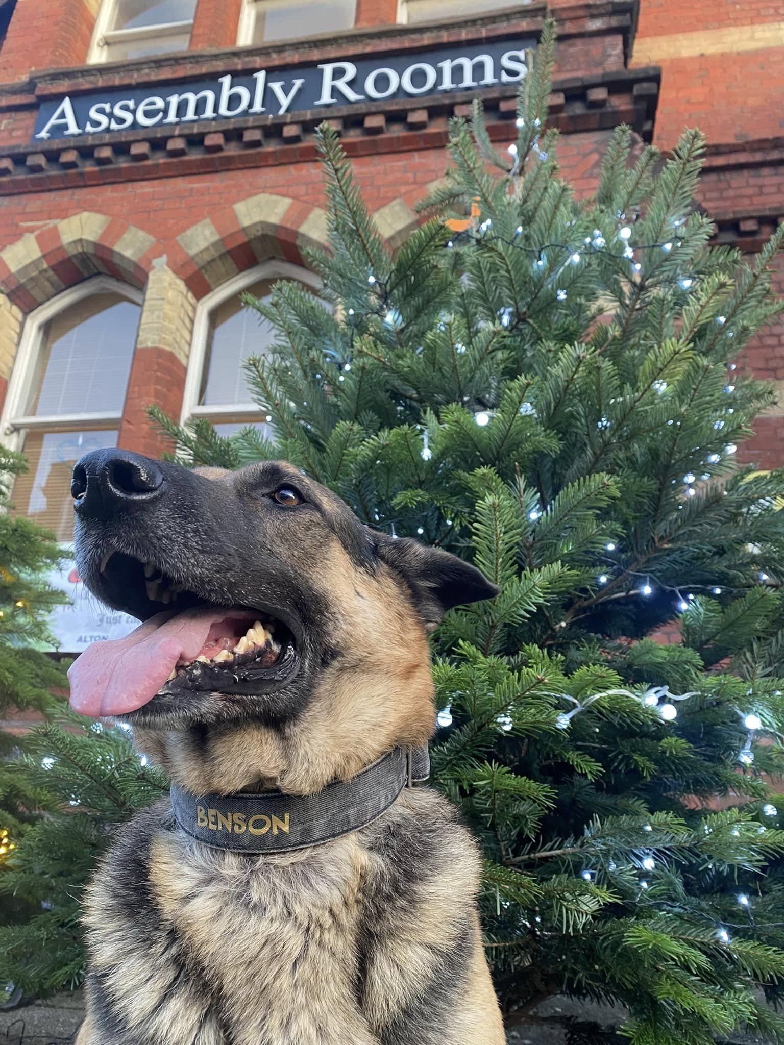 Benson the German Shepherd in front of a lit Christmas tree outside the Assembly Rooms