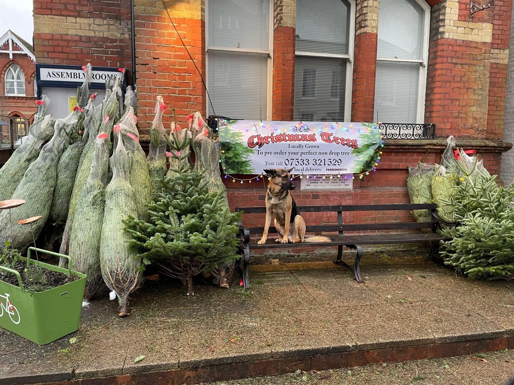 Benson the German Shepherd on a bench among netted Christmas trees under the ACS banner