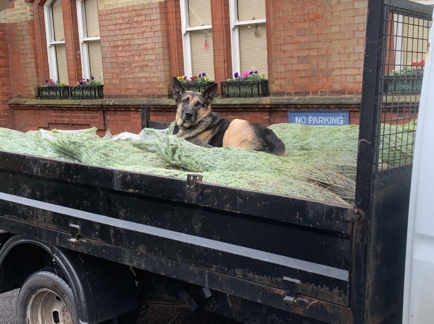 Benson the German Shepherd lying on a truck loaded with netted Christmas trees