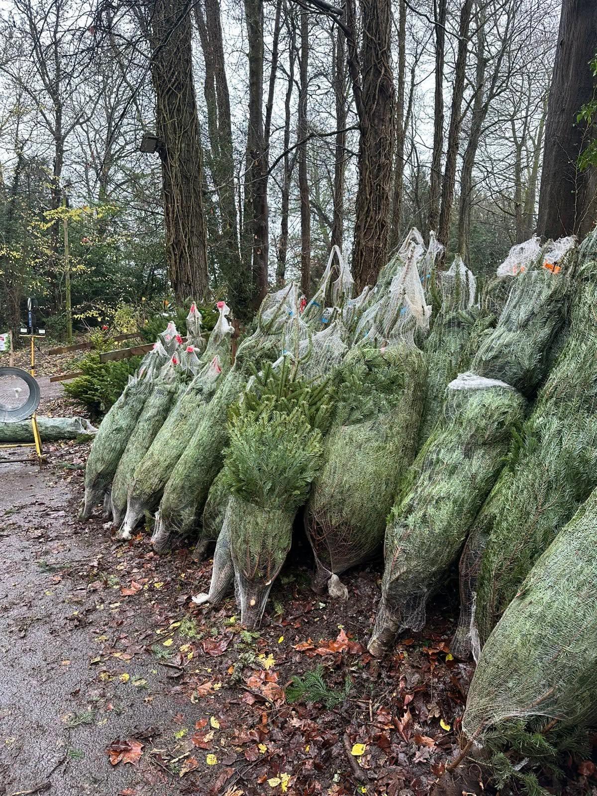 Netted Christmas trees under tall trees, Lower Farringdon