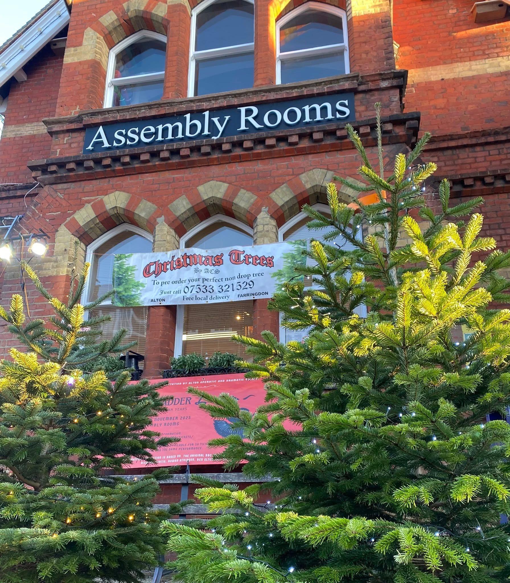 Christmas trees lit by low sun outside the red brick Assembly Rooms in Alton