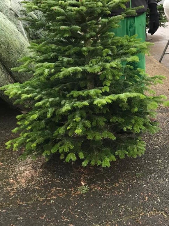 An unnetted Christmas tree on the pavement, ready to go